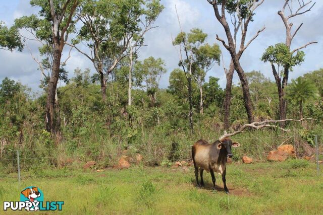 Acacia Hills NT 0822