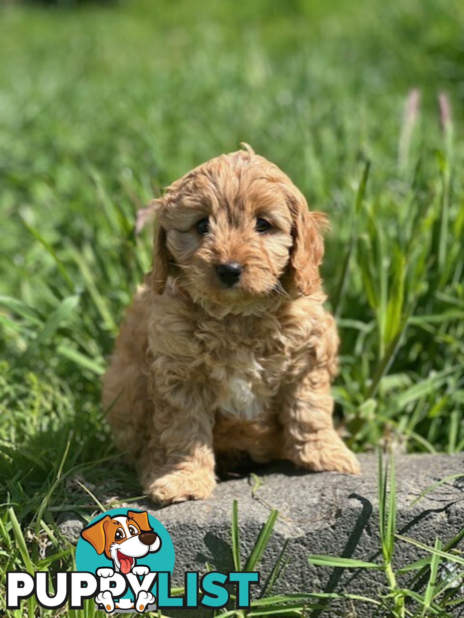 True F1 Toy cavoodles ready to take home now