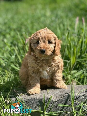 True F1 Toy cavoodles ready to take home now