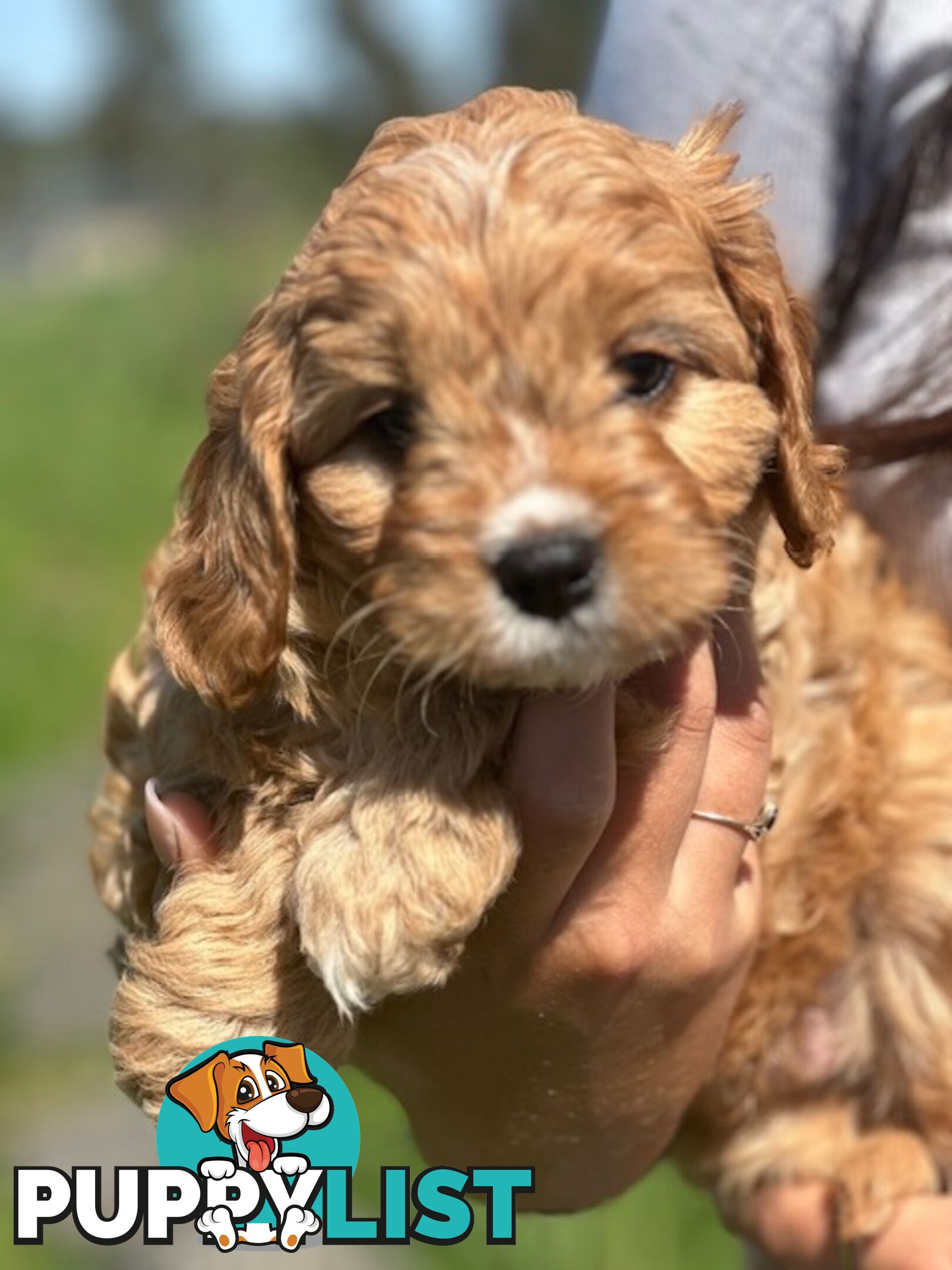 True F1 Toy cavoodles ready to take home now