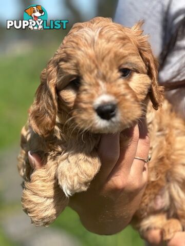 True F1 Toy cavoodles ready to take home now