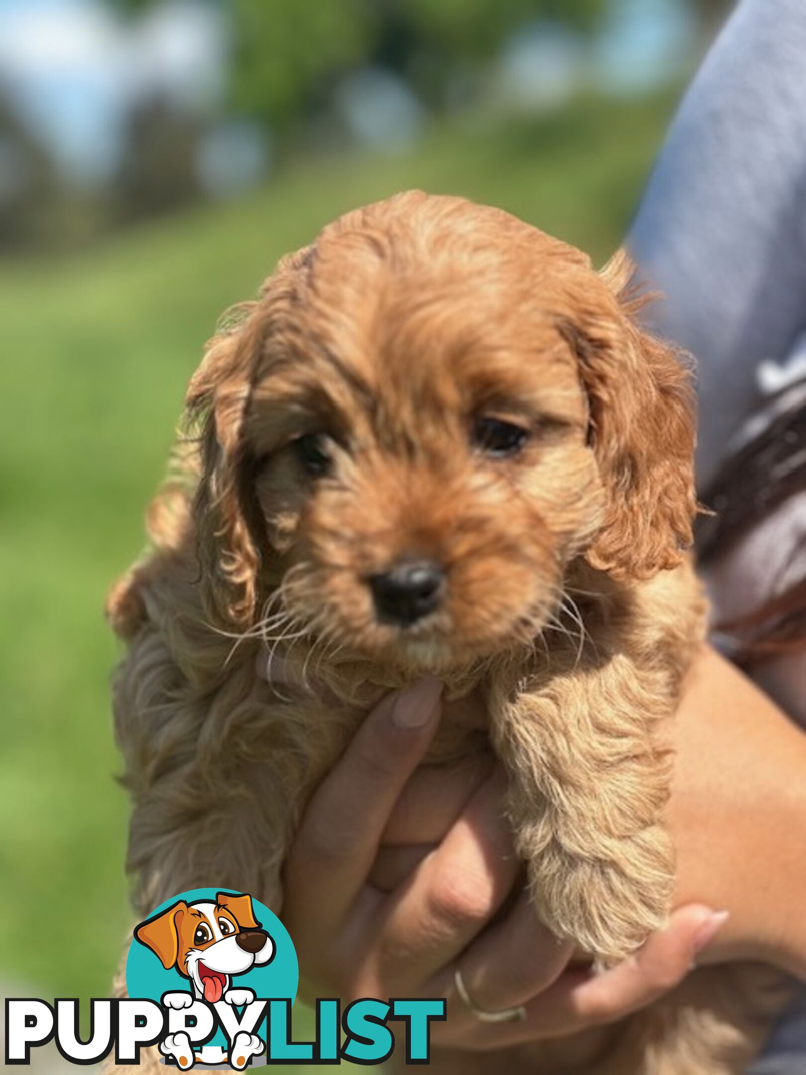 True F1 Toy cavoodles ready to take home now