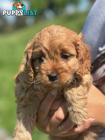 True F1 Toy cavoodles ready to take home now