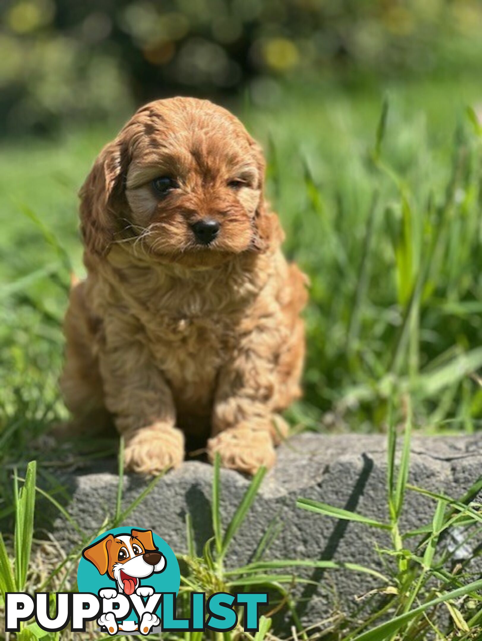 True F1 Toy cavoodles ready to take home now