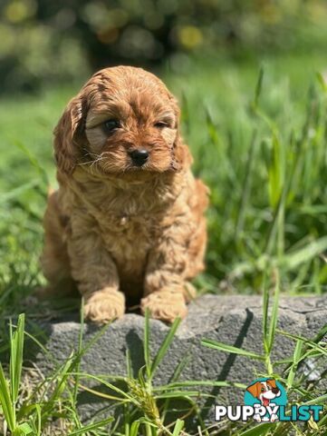 True F1 Toy cavoodles ready to take home now