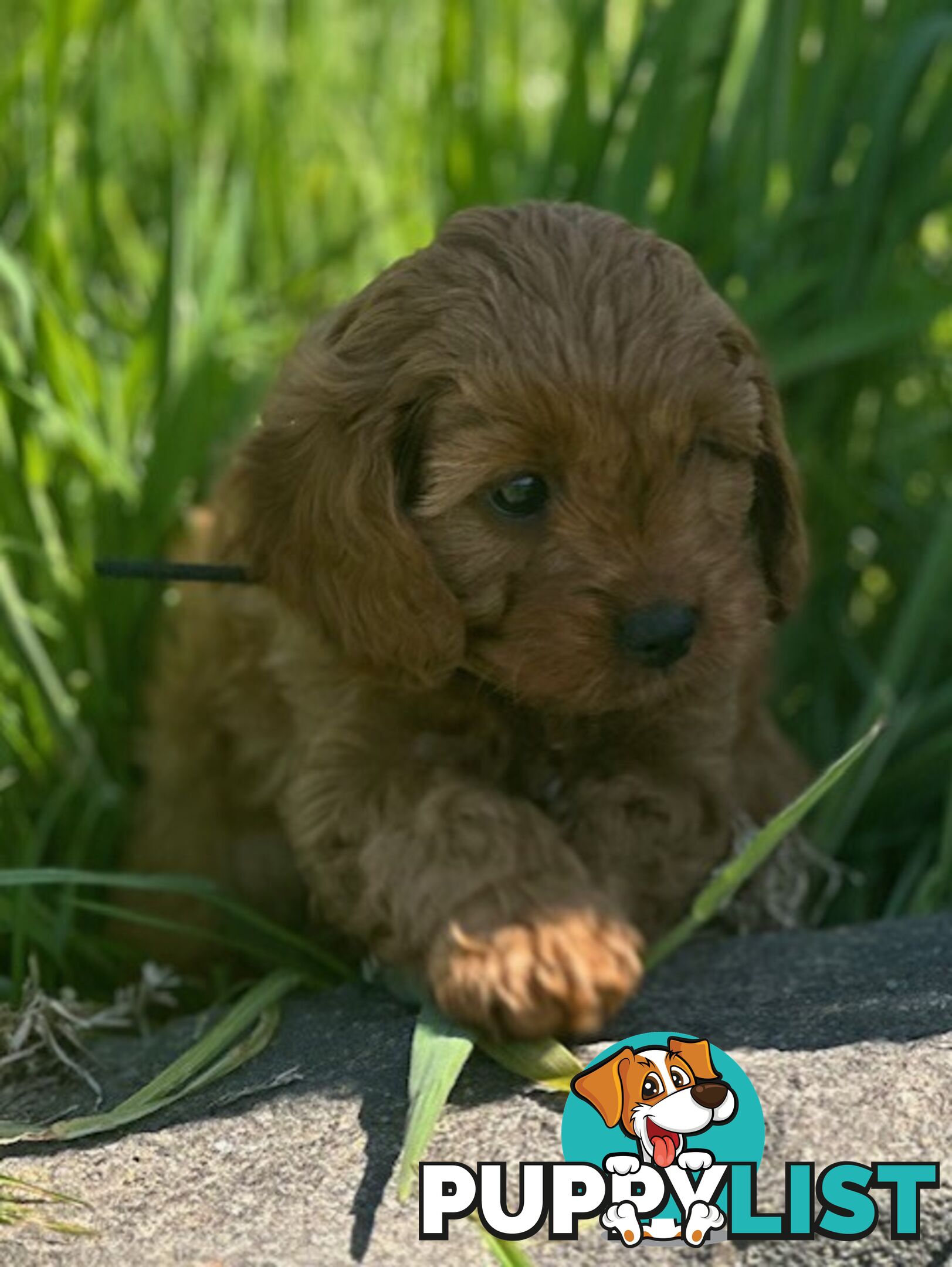 True F1 Toy cavoodles ready to take home now