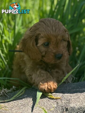 True F1 Toy cavoodles ready to take home now