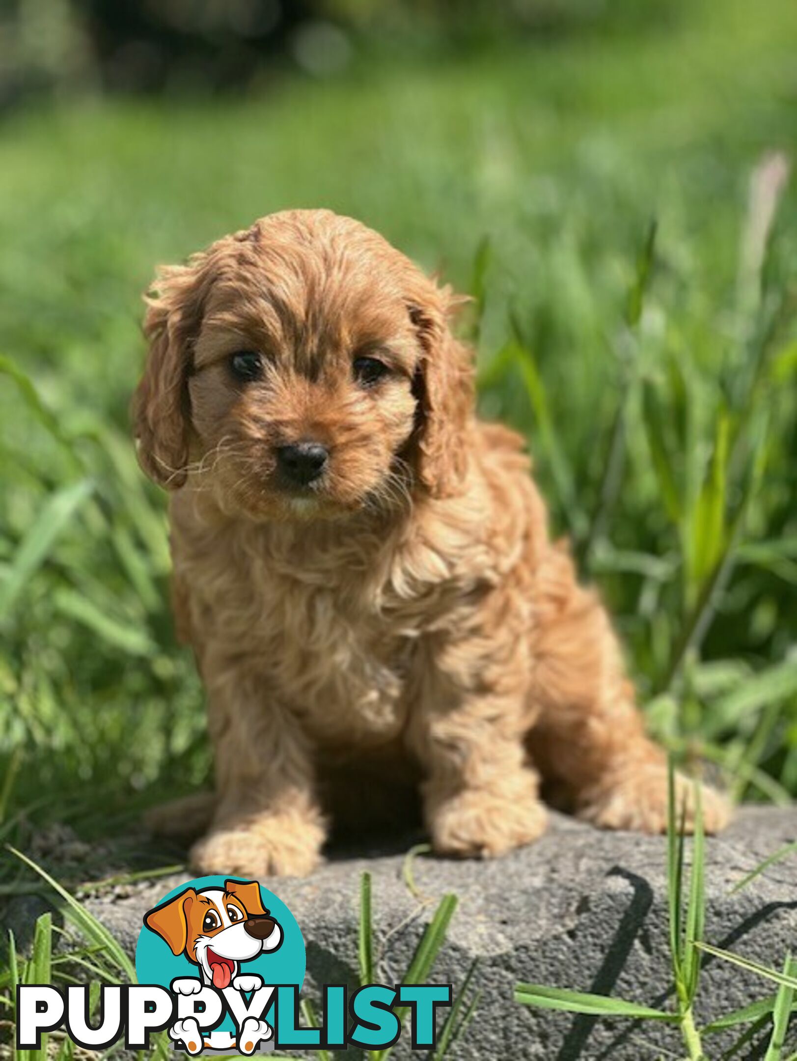 True F1 Toy cavoodles ready to take home now