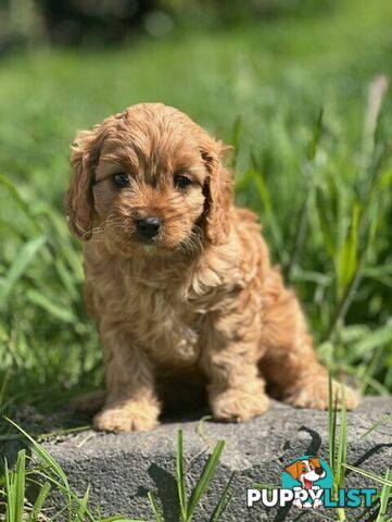 True F1 Toy cavoodles ready to take home now