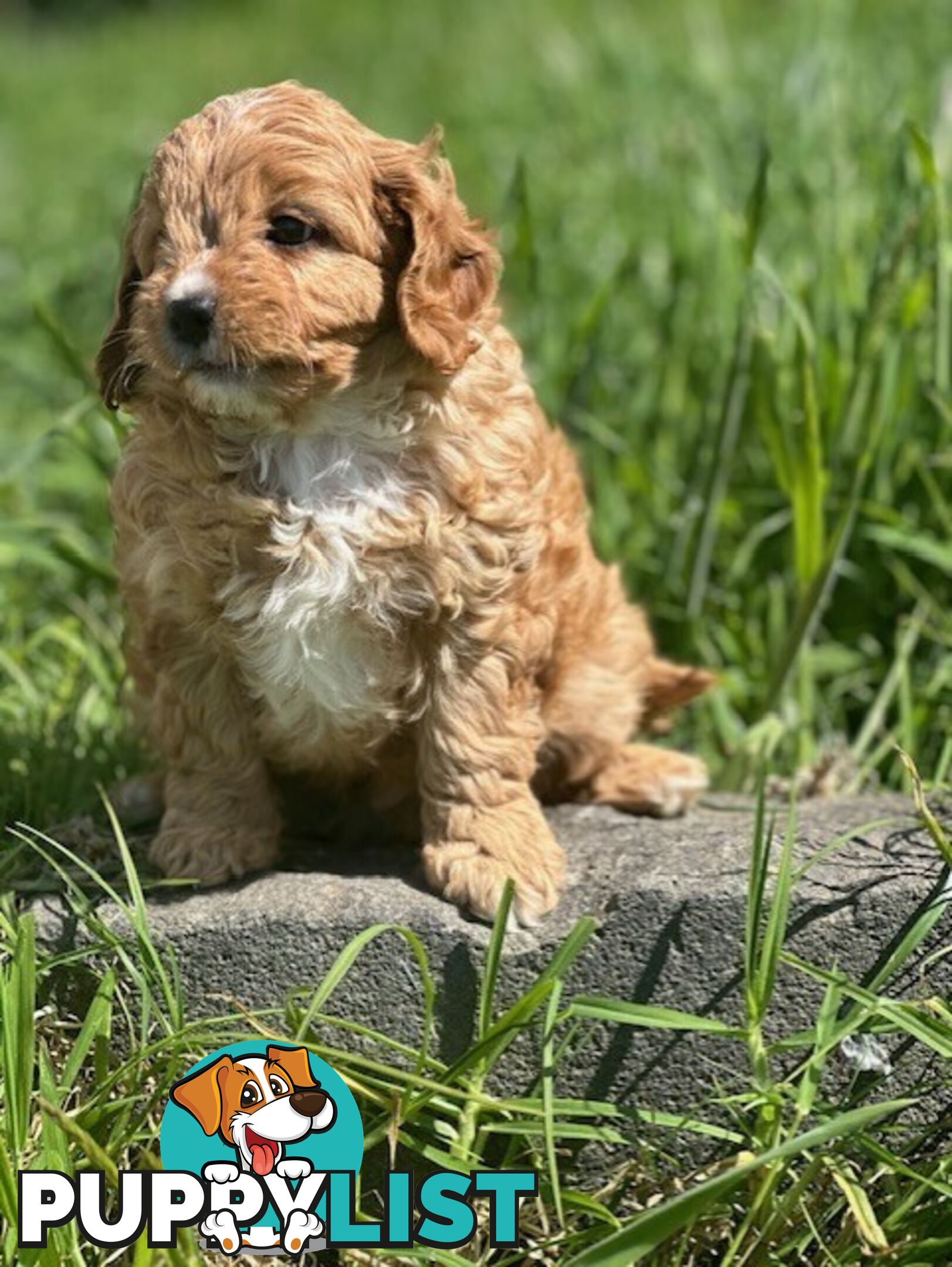 True F1 Toy cavoodles ready to take home now