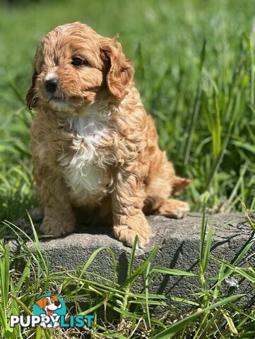 True F1 Toy cavoodles ready to take home now