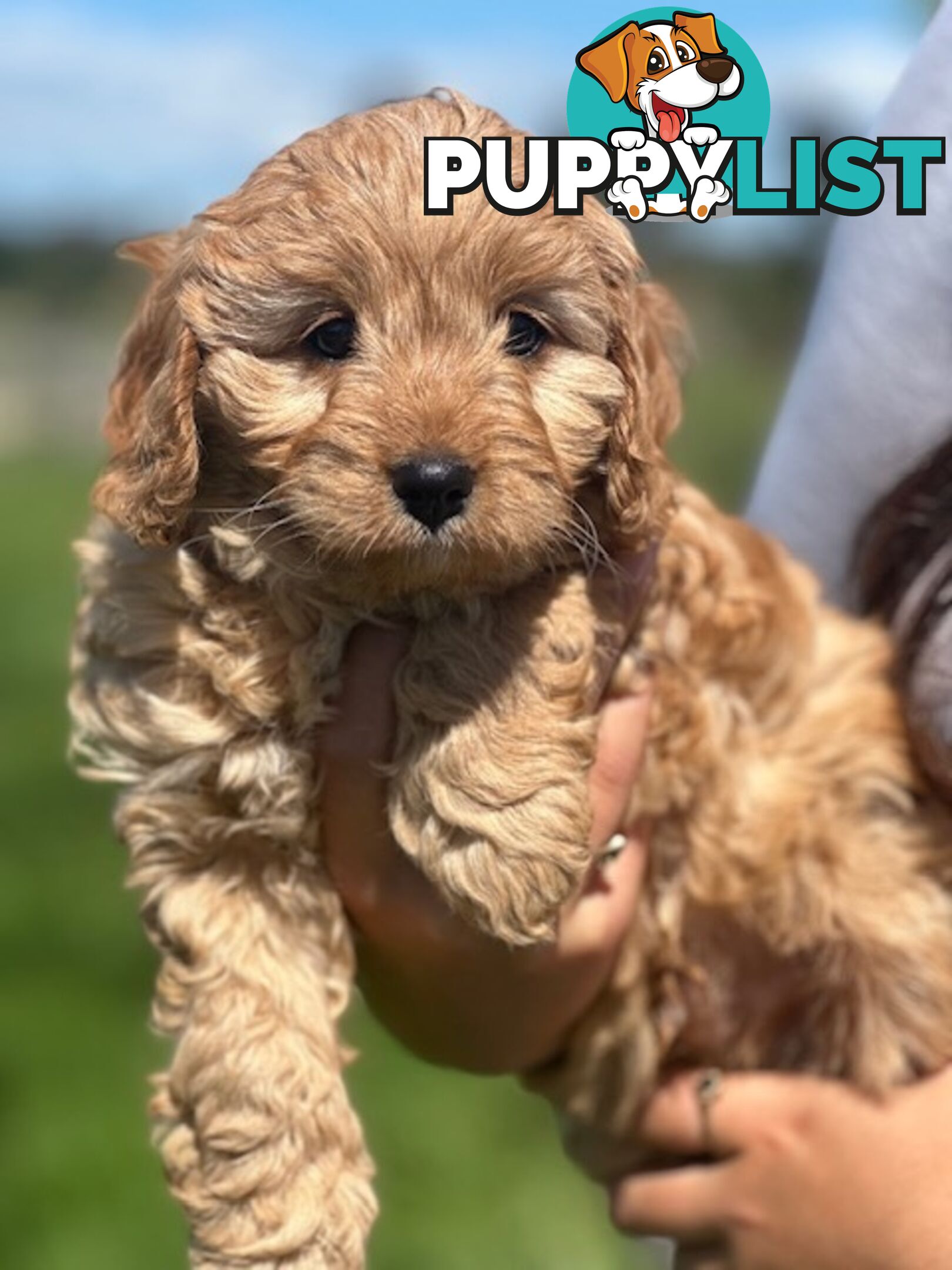 True F1 Toy cavoodles ready to take home now