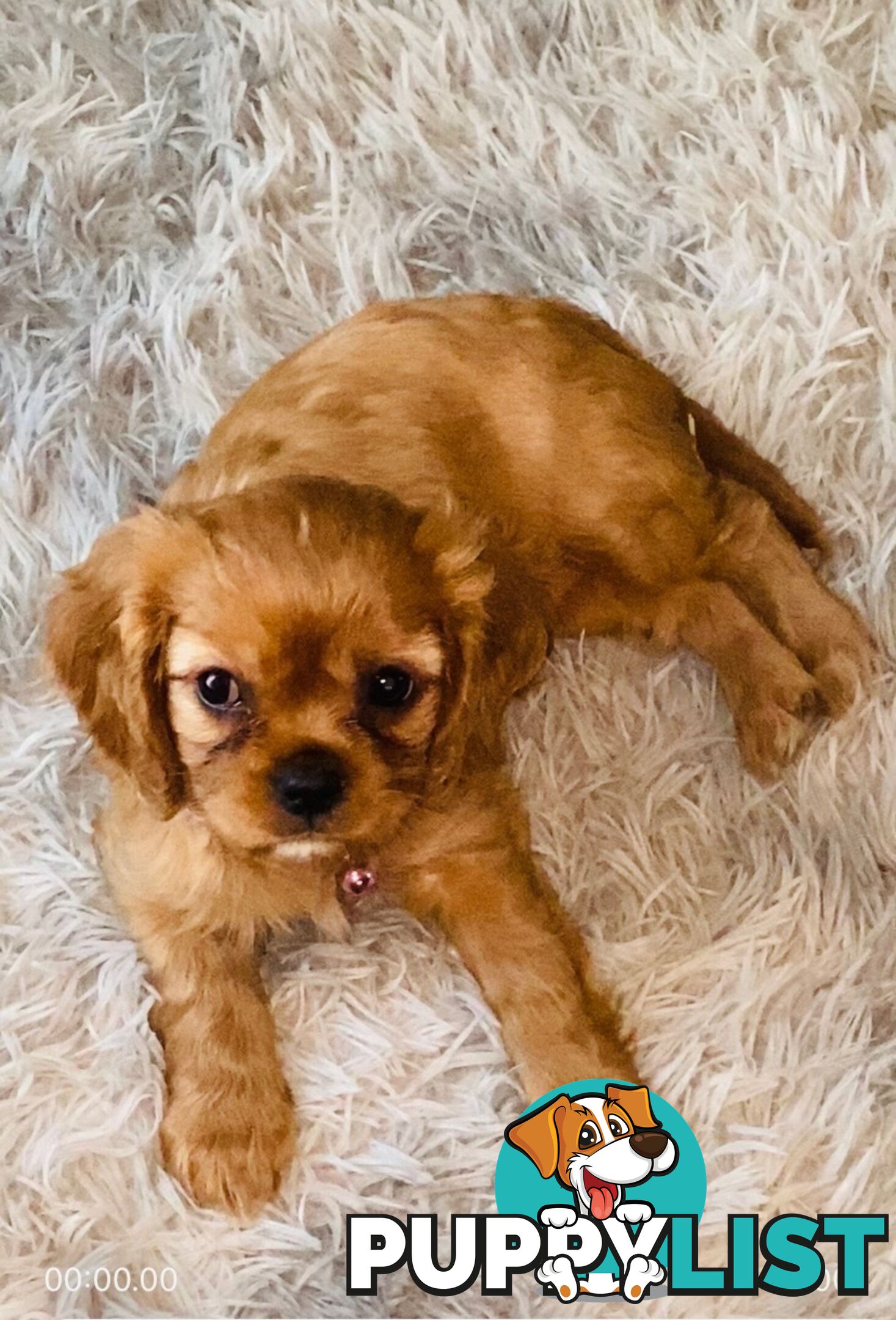 BEAUTIFUL PUREBRED KING CHARLES CAVALIER PUPPIES!