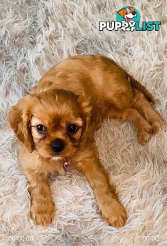 BEAUTIFUL PUREBRED KING CHARLES CAVALIER PUPPIES!