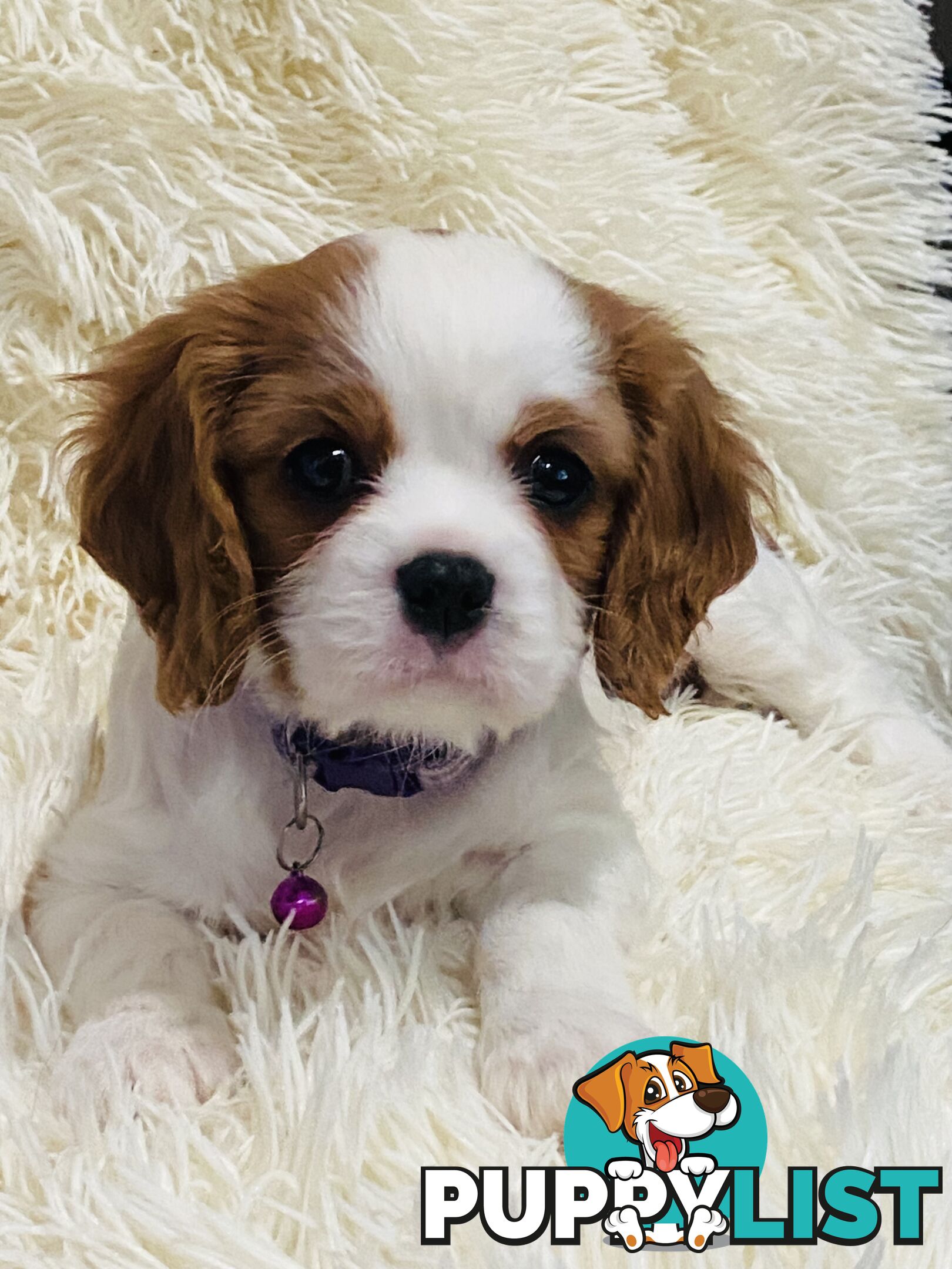 BEAUTIFUL PUREBRED KING CHARLES CAVALIER PUPPIES!