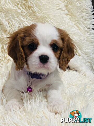 BEAUTIFUL PUREBRED KING CHARLES CAVALIER PUPPIES!