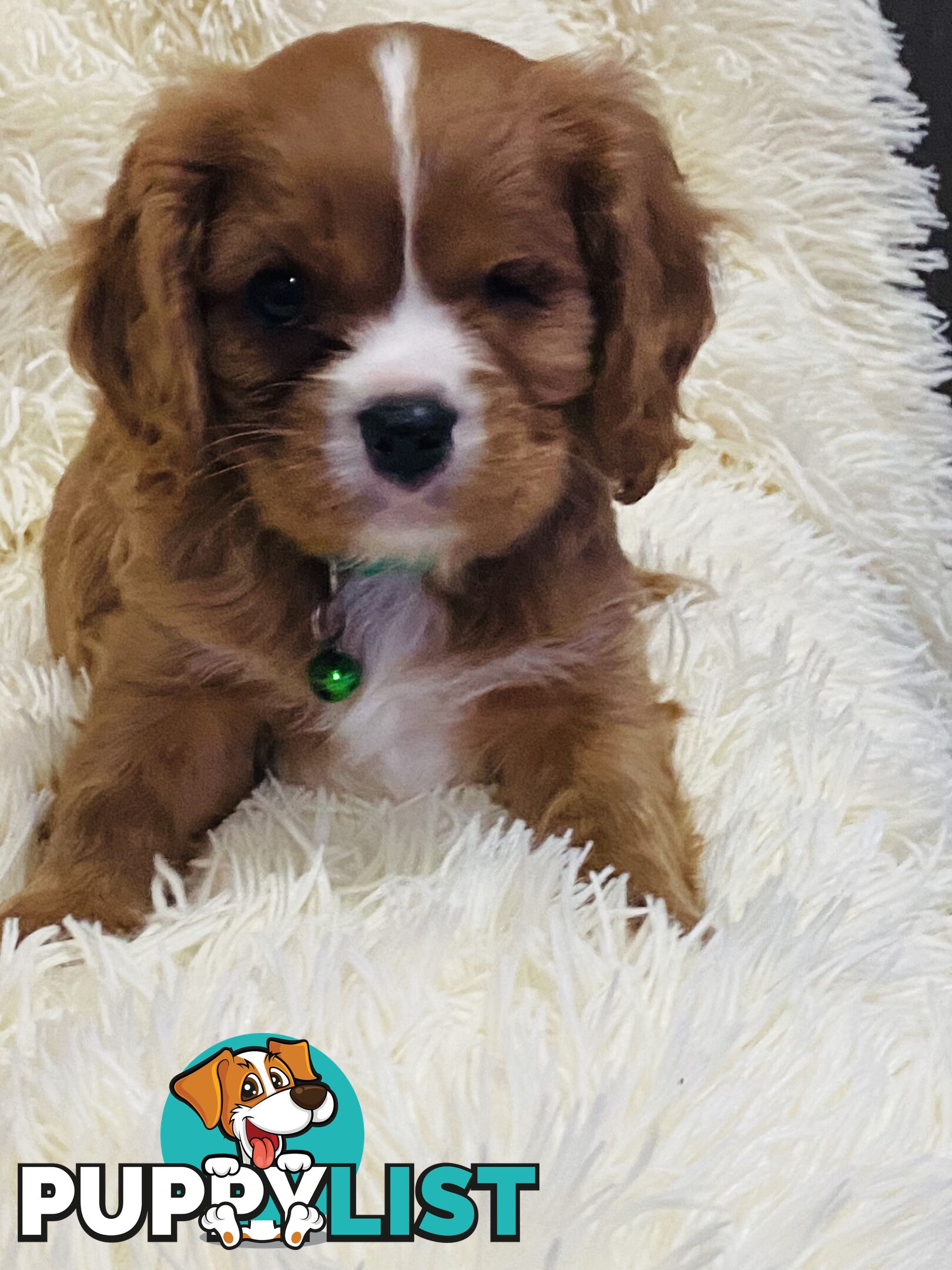 BEAUTIFUL PUREBRED KING CHARLES CAVALIER PUPPIES!