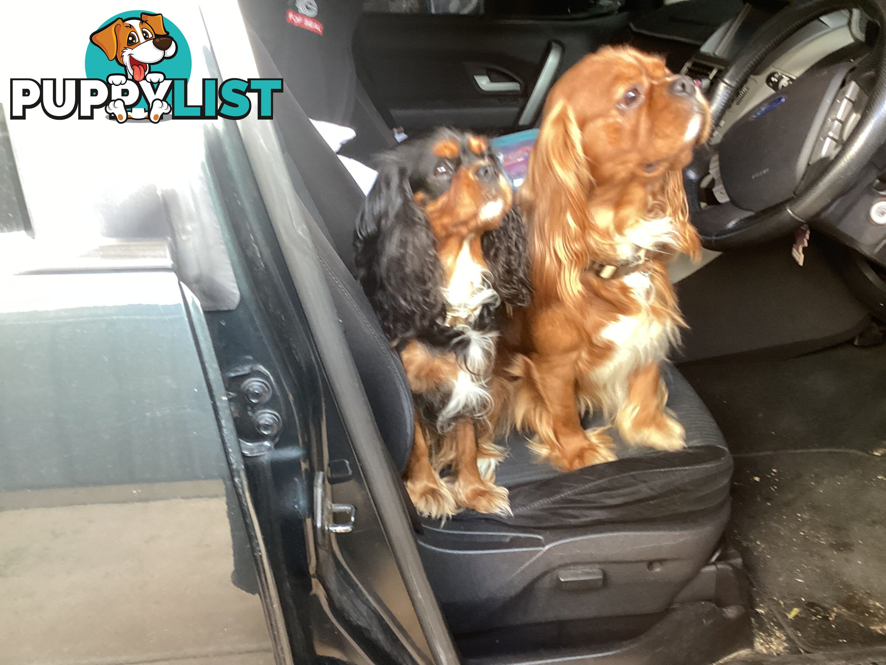 BEAUTIFUL PUREBRED KING CHARLES CAVALIER PUPPIES!