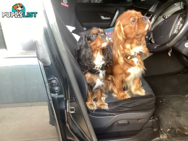 BEAUTIFUL PUREBRED KING CHARLES CAVALIER PUPPIES!