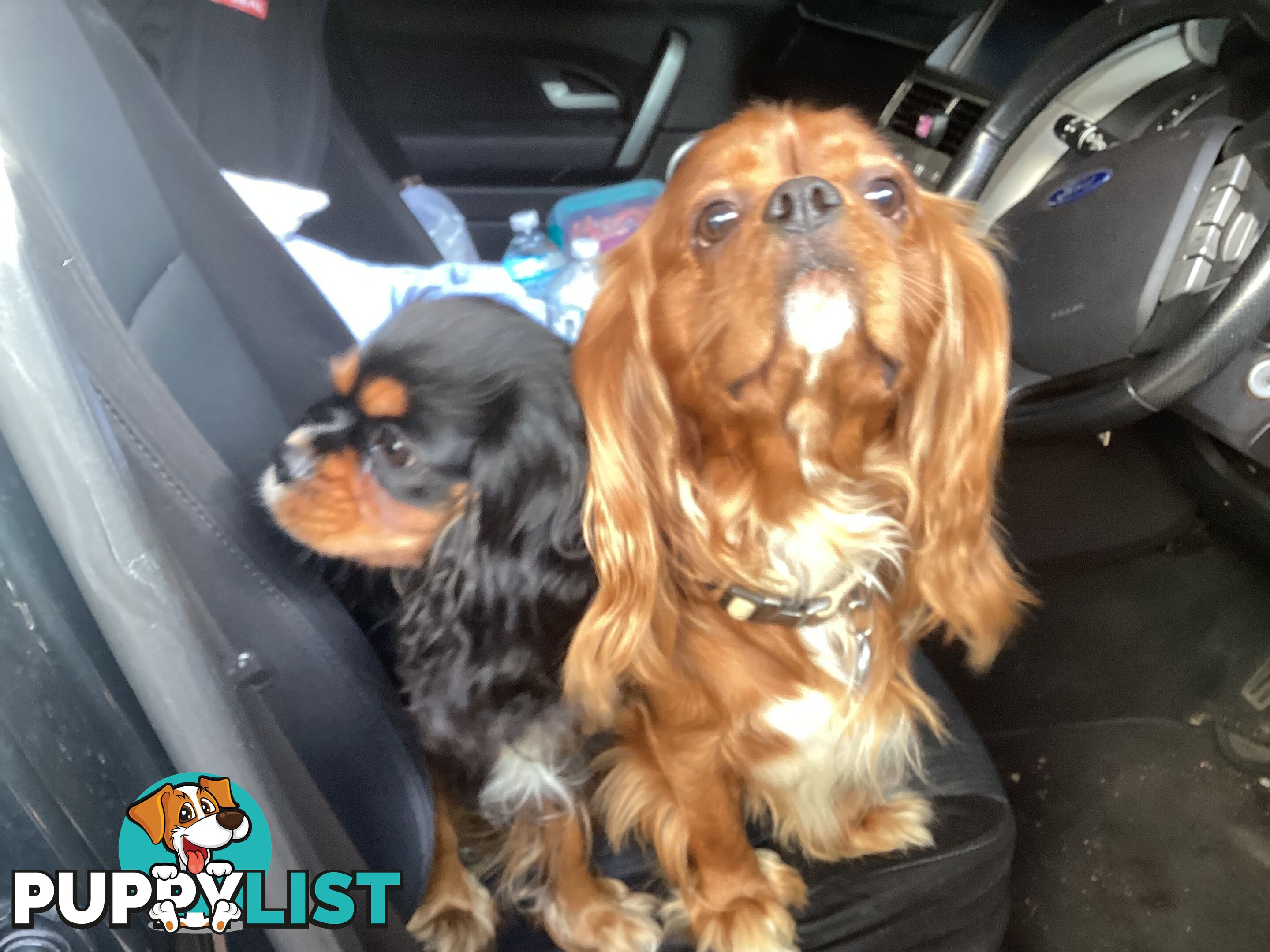 BEAUTIFUL PUREBRED KING CHARLES CAVALIER PUPPIES!