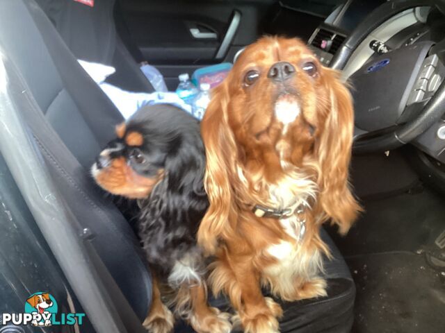 BEAUTIFUL PUREBRED KING CHARLES CAVALIER PUPPIES!