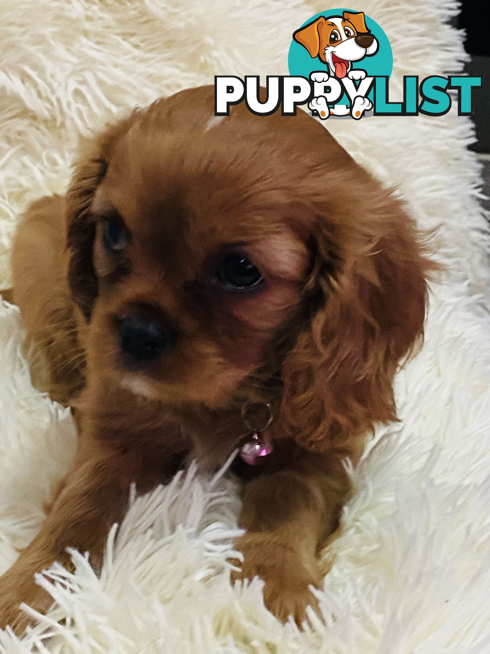 BEAUTIFUL PUREBRED KING CHARLES CAVALIER PUPPIES!