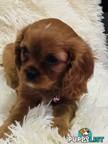 BEAUTIFUL PUREBRED KING CHARLES CAVALIER PUPPIES!