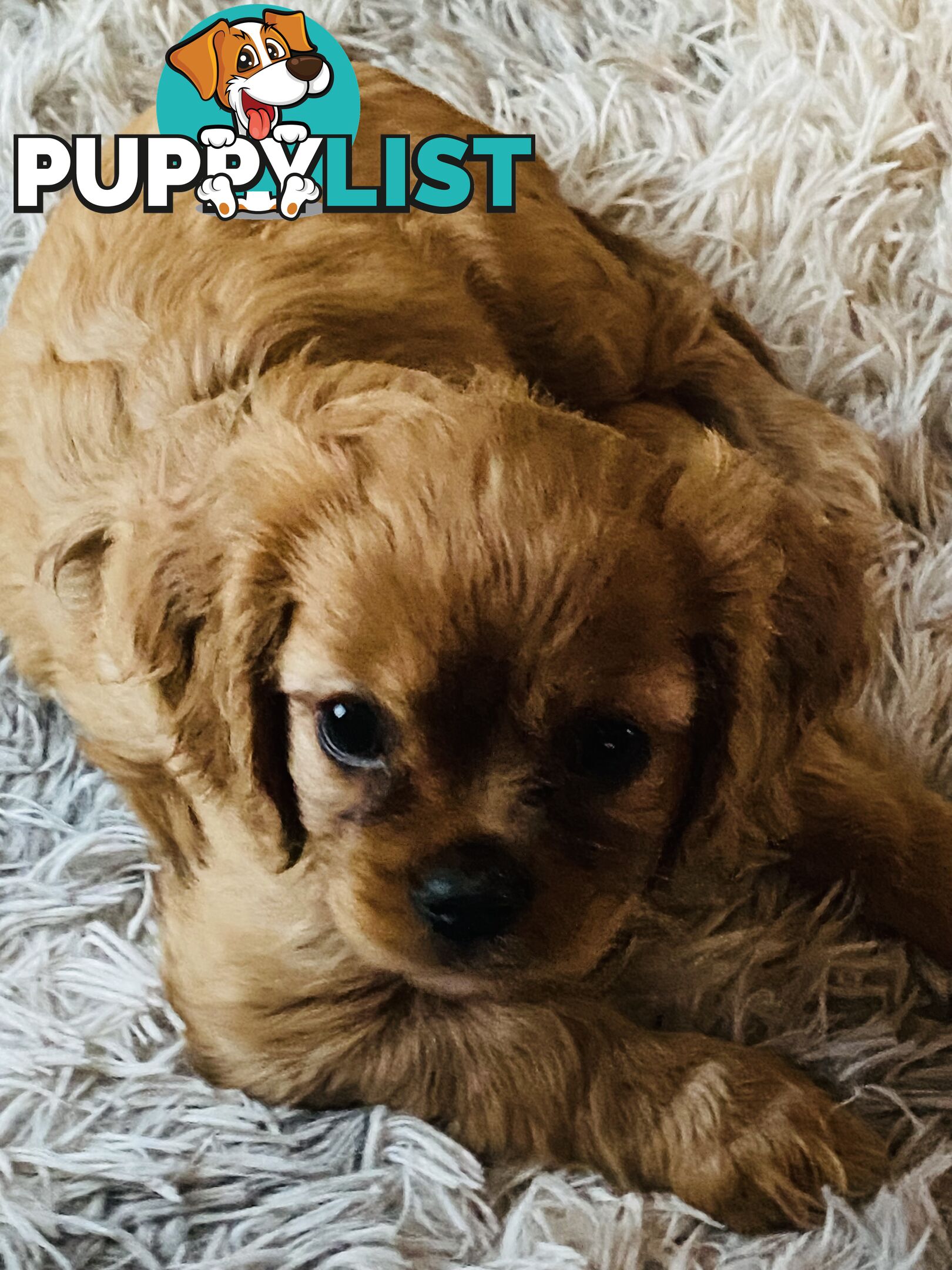 BEAUTIFUL PUREBRED KING CHARLES CAVALIER PUPPIES!