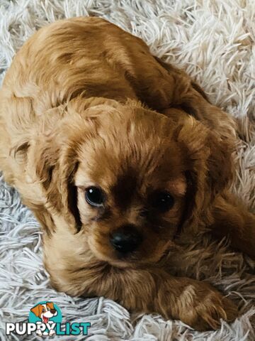 BEAUTIFUL PUREBRED KING CHARLES CAVALIER PUPPIES!