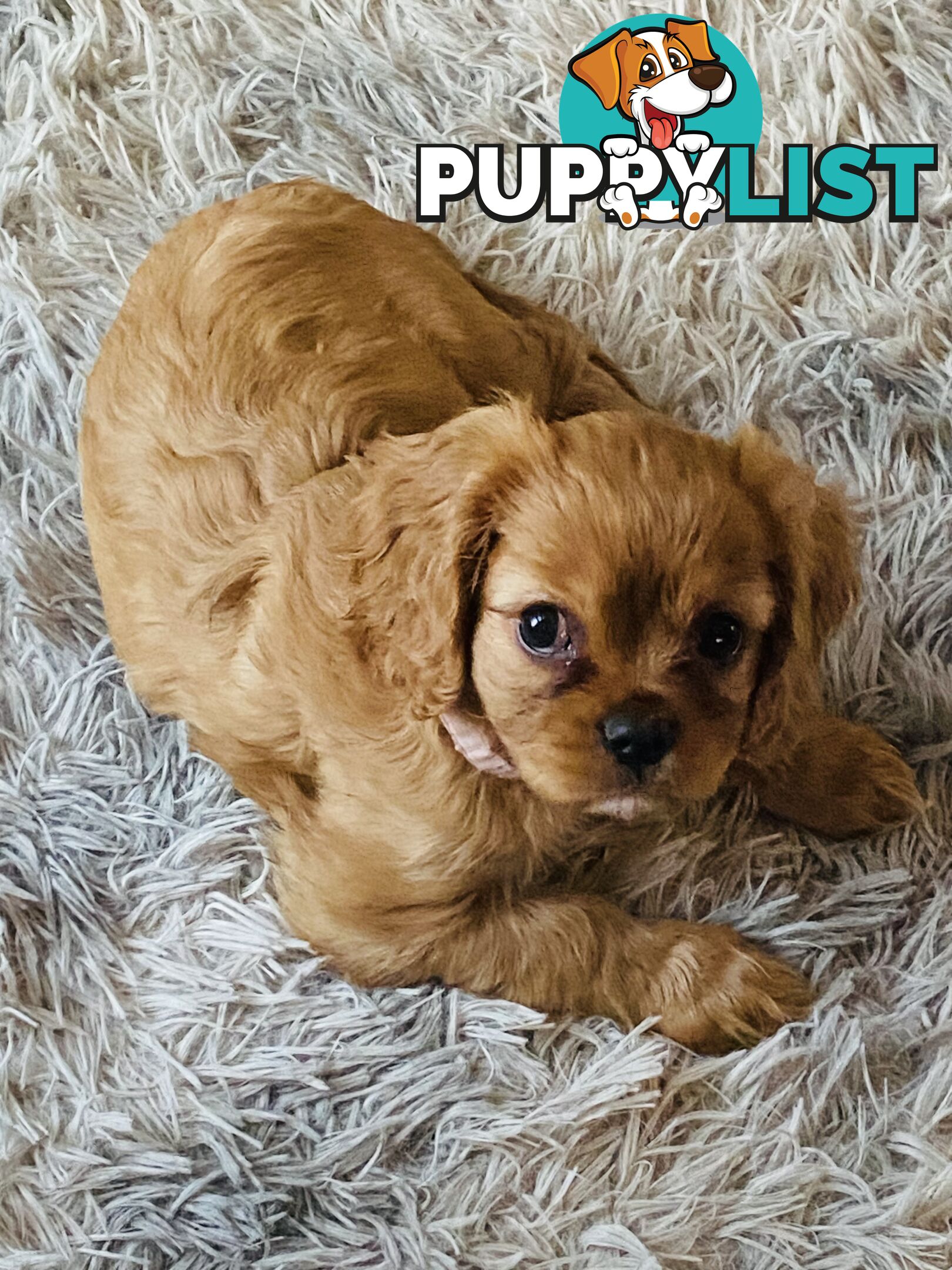 BEAUTIFUL PUREBRED KING CHARLES CAVALIER PUPPIES!