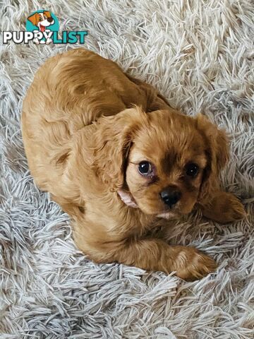 BEAUTIFUL PUREBRED KING CHARLES CAVALIER PUPPIES! DNA TESTED