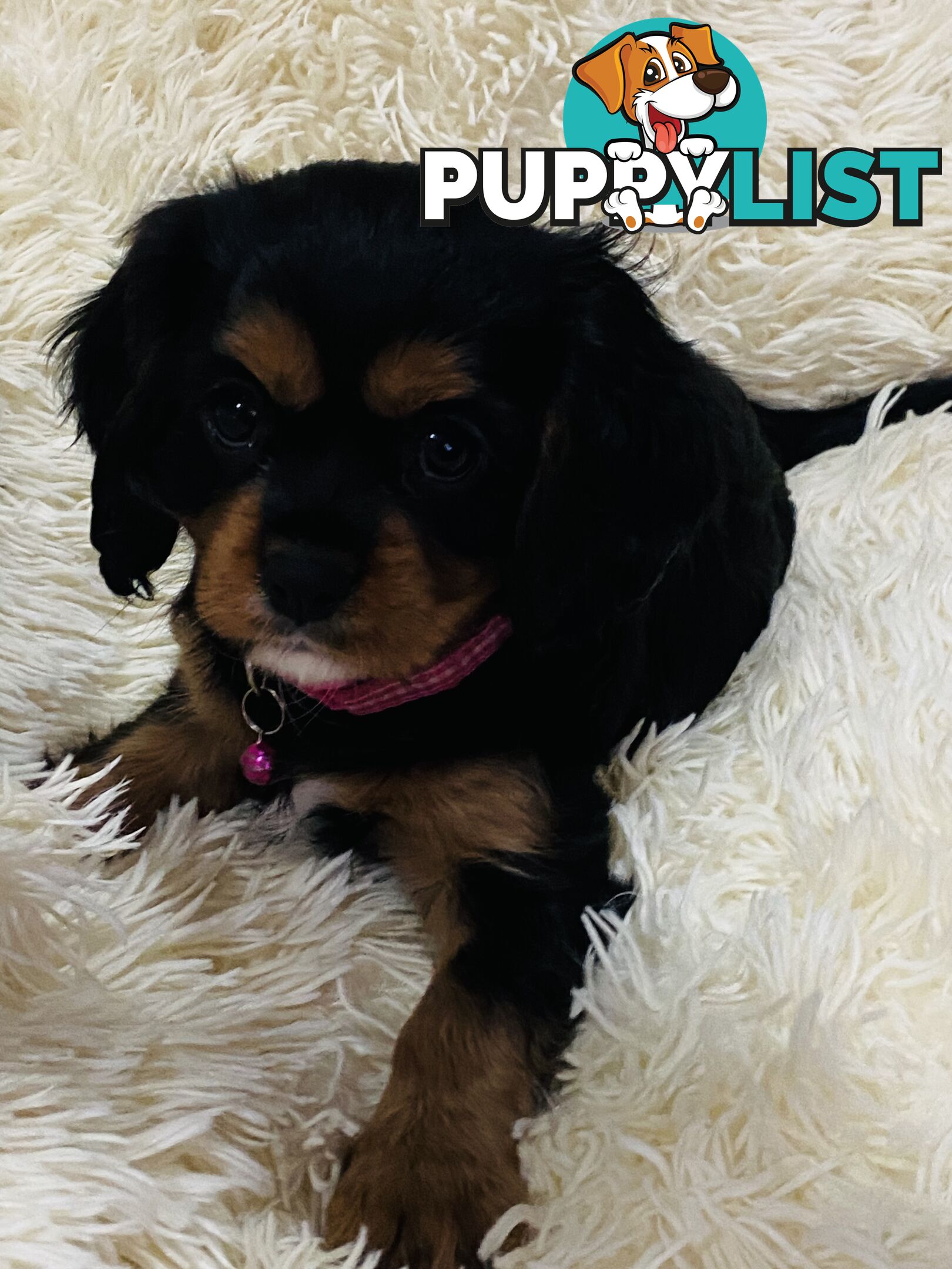 BEAUTIFUL PUREBRED KING CHARLES CAVALIER PUPPIES!