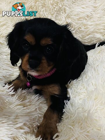 BEAUTIFUL PUREBRED KING CHARLES CAVALIER PUPPIES!