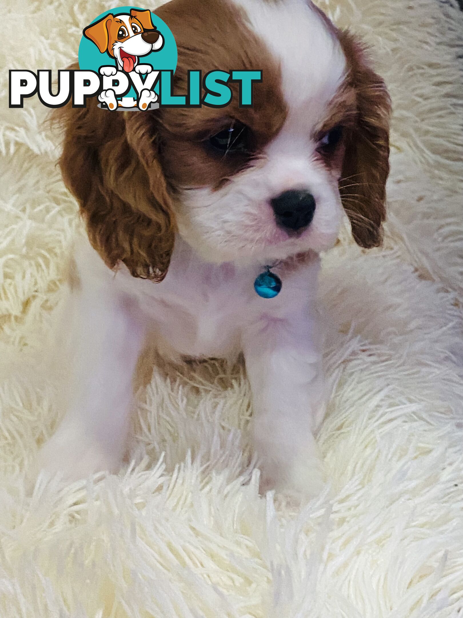 BEAUTIFUL PUREBRED KING CHARLES CAVALIER PUPPIES!