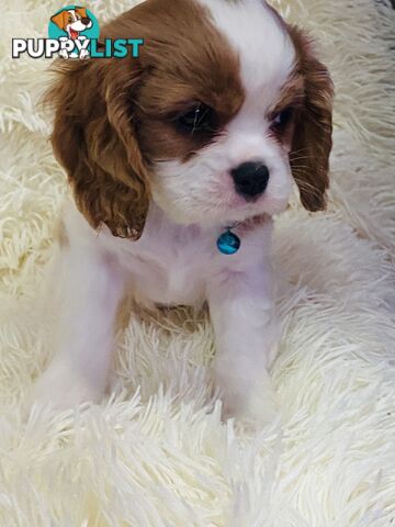 BEAUTIFUL PUREBRED KING CHARLES CAVALIER PUPPIES!