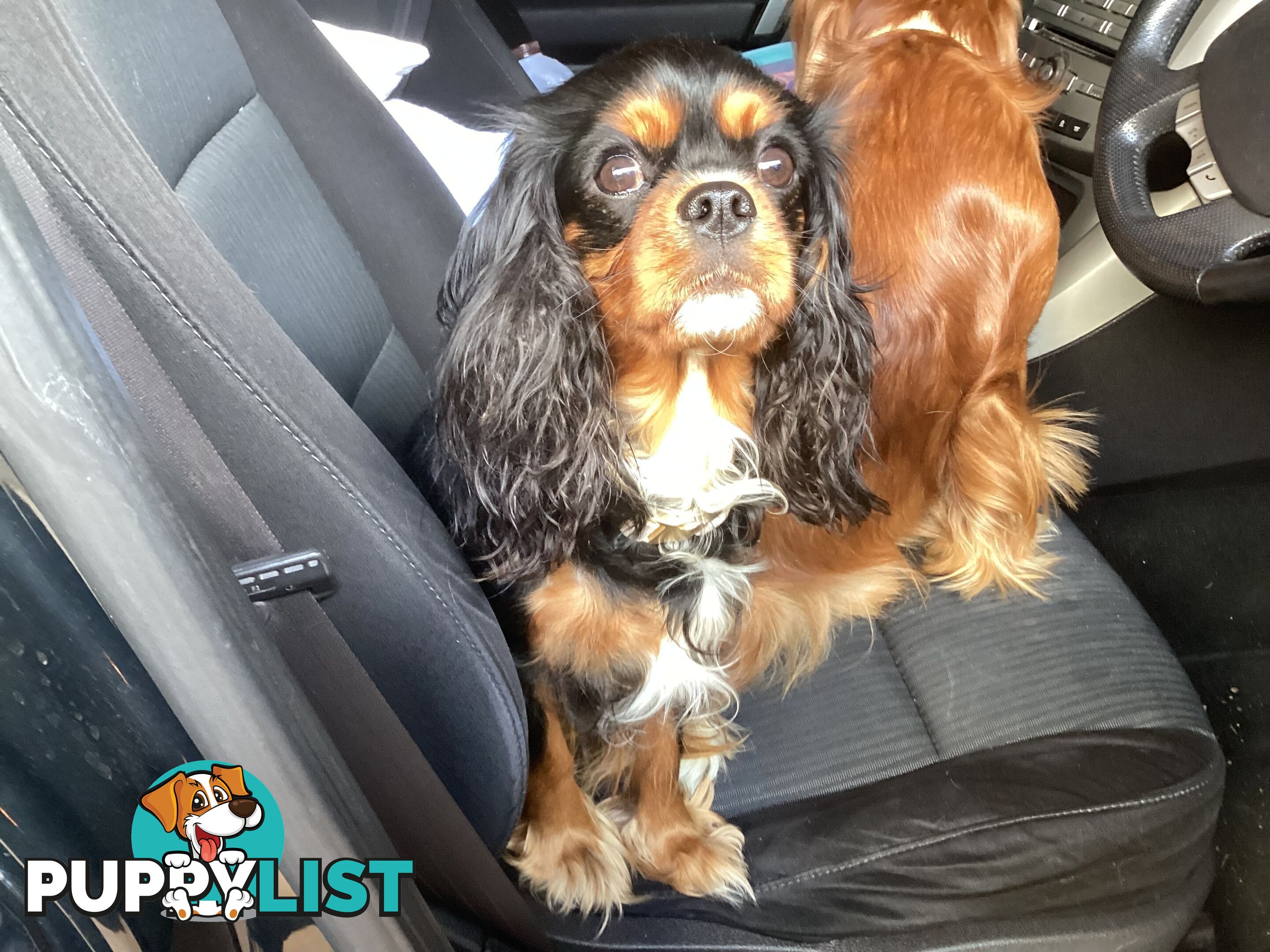 BEAUTIFUL PUREBRED KING CHARLES CAVALIER PUPPIES!