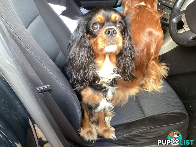 BEAUTIFUL PUREBRED KING CHARLES CAVALIER PUPPIES!