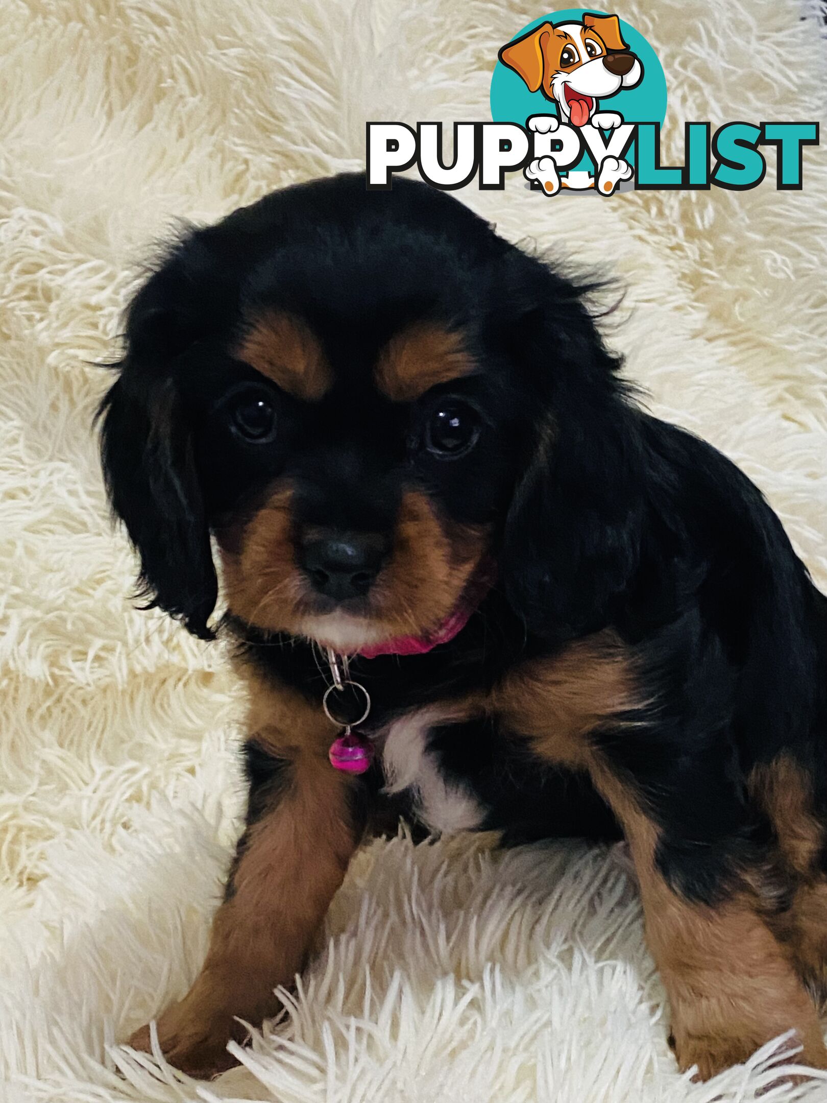 BEAUTIFUL PUREBRED KING CHARLES CAVALIER PUPPIES!