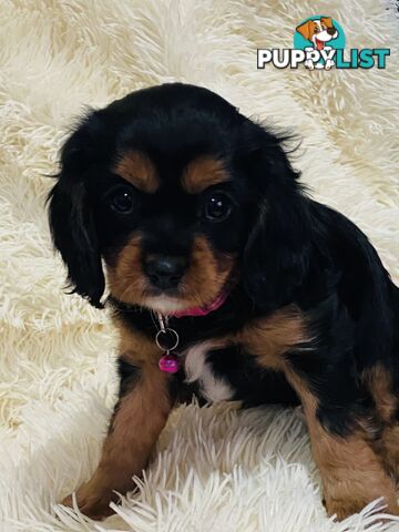 BEAUTIFUL PUREBRED KING CHARLES CAVALIER PUPPIES!