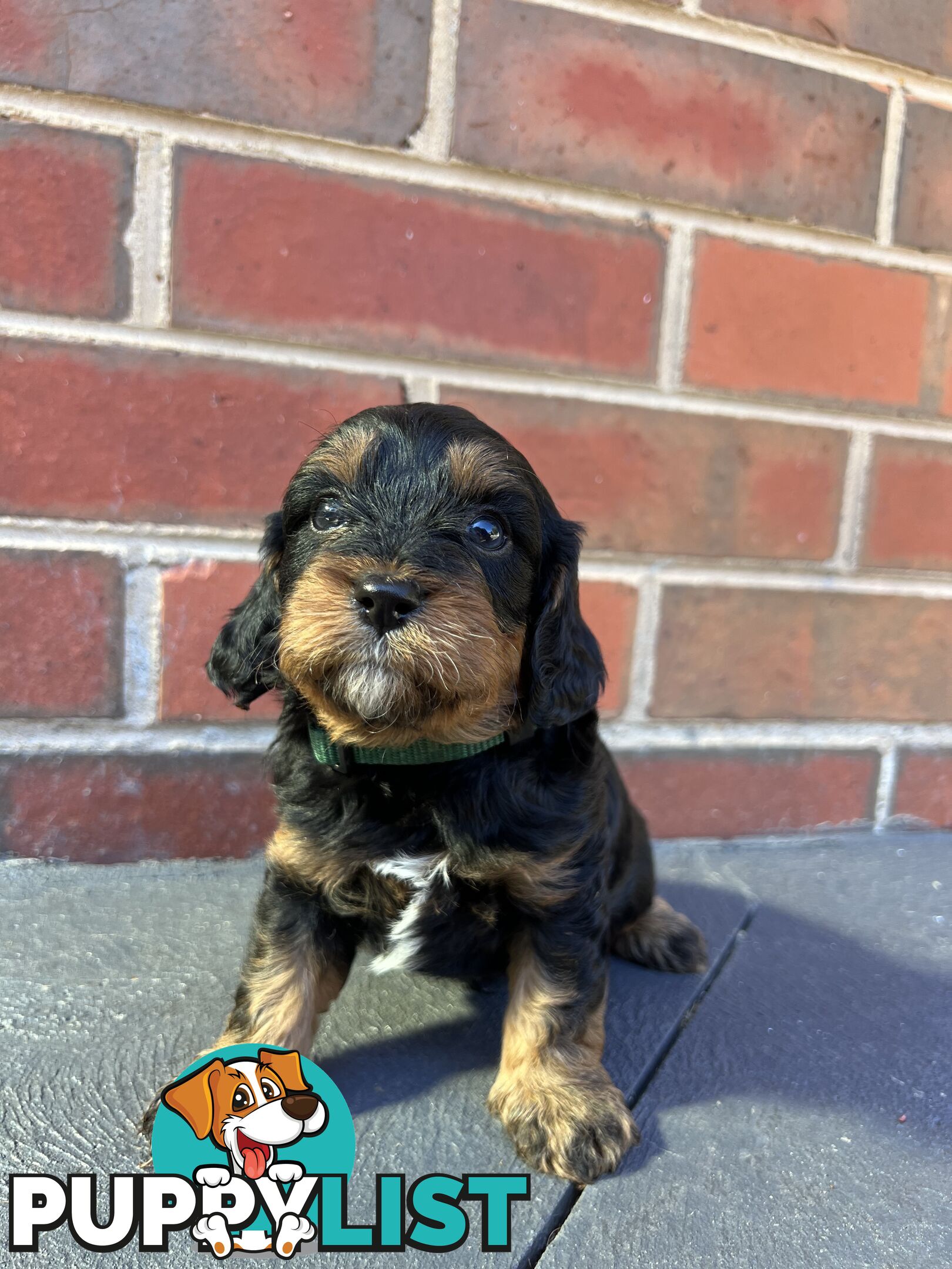 Cavoodle puppies