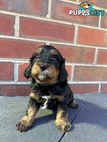 Cavoodle puppies