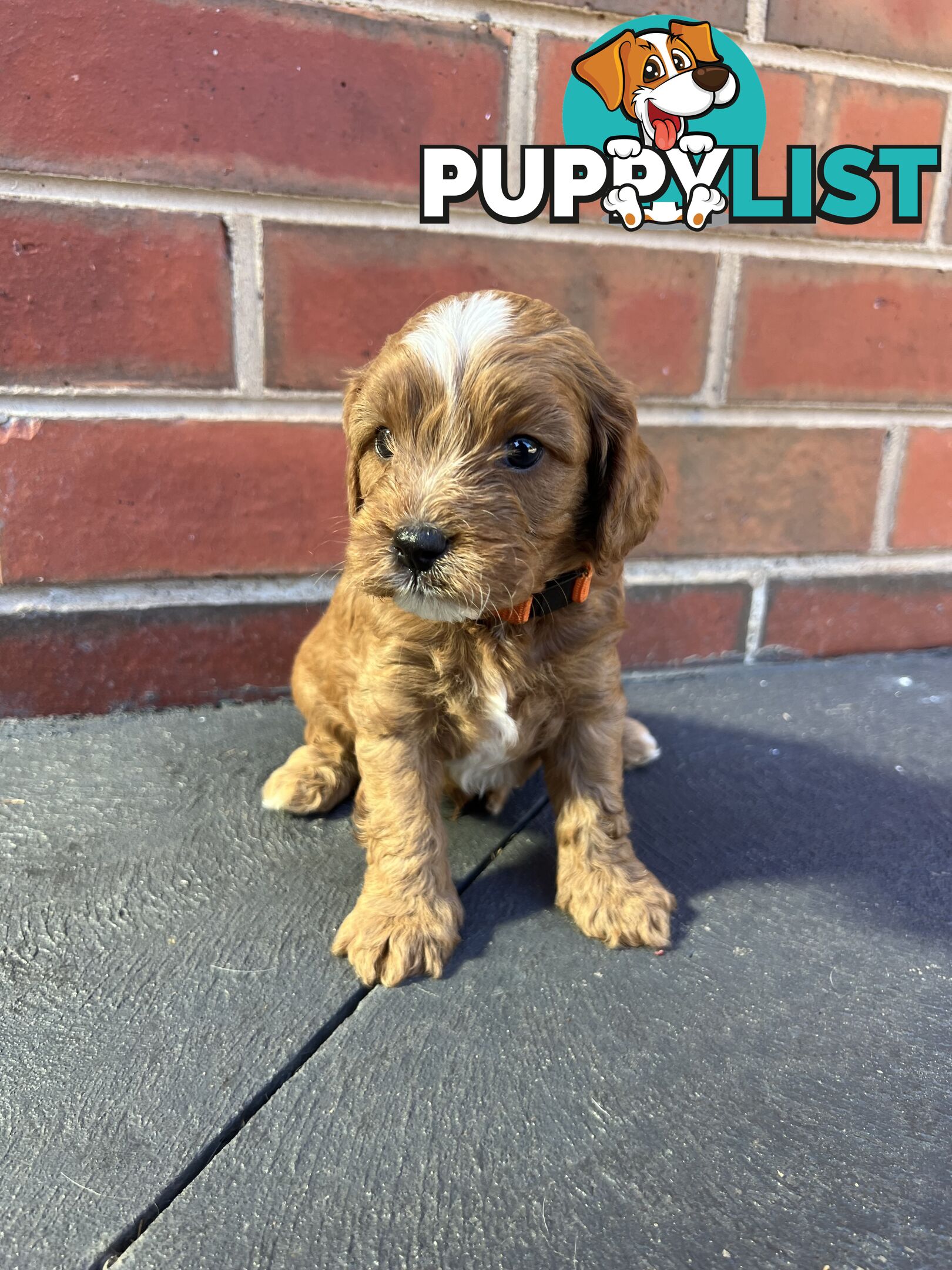 Cavoodle puppies