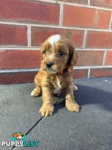 Cavoodle puppies