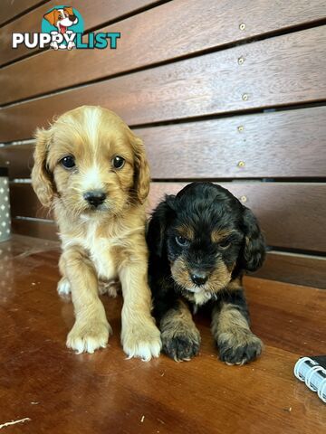 Cavoodle puppies