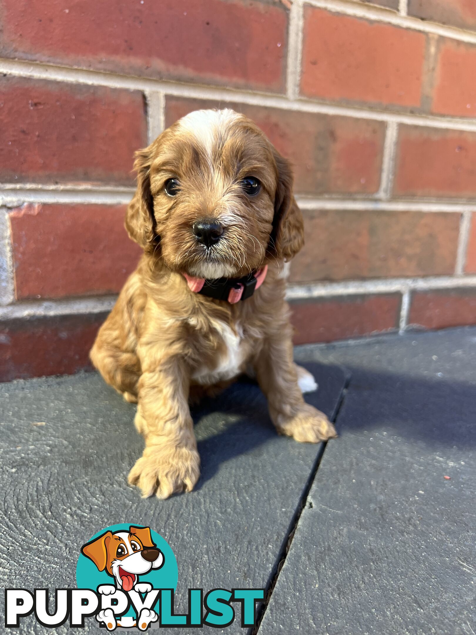 Cavoodle puppies