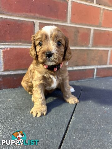 Cavoodle puppies