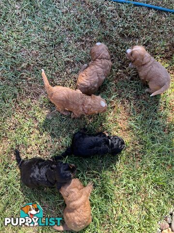 Cavoodle puppies