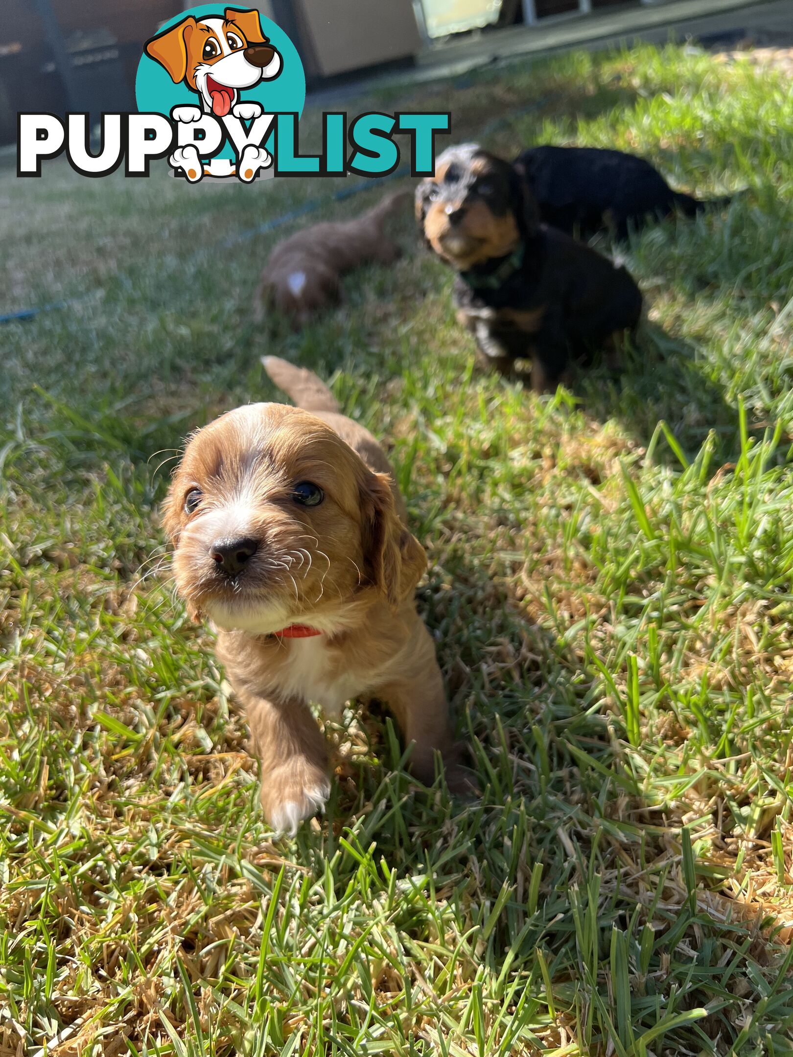 Cavoodle puppies