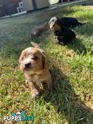 Cavoodle puppies