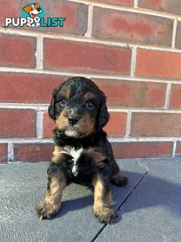 Cavoodle puppies